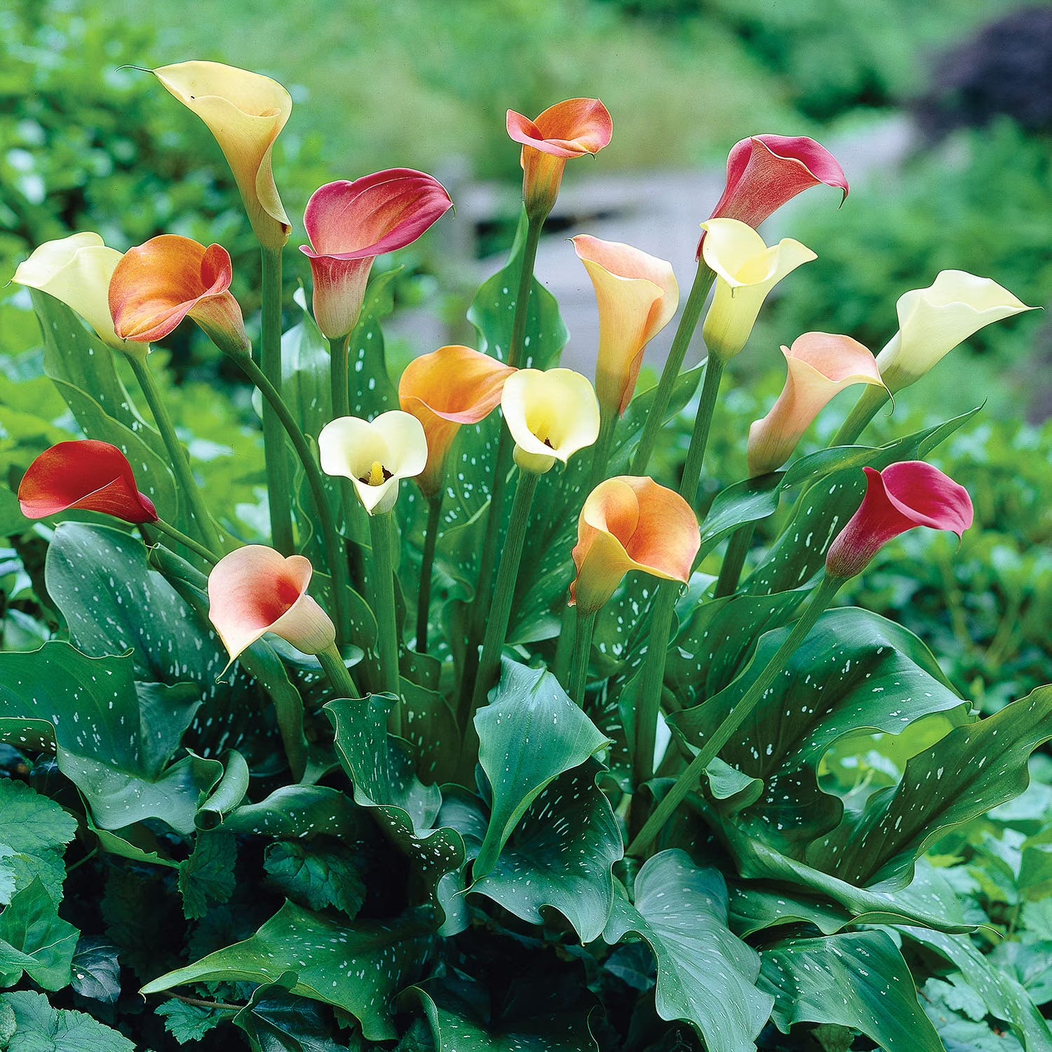 Calla Lily Mix-3 bulbs