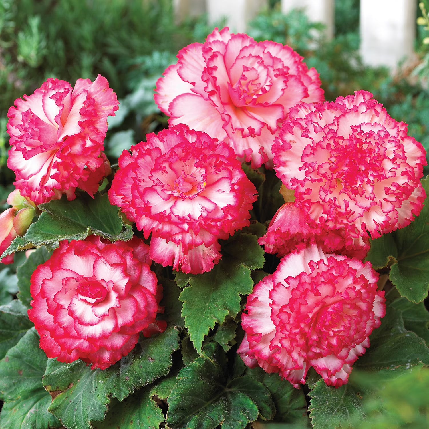 Begonia-Pink Picotee-3 bulbs
