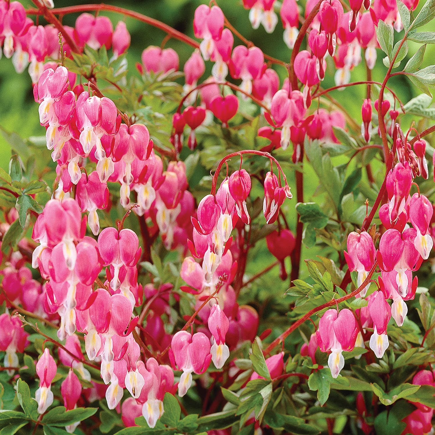Bleeding Heart-1 Root