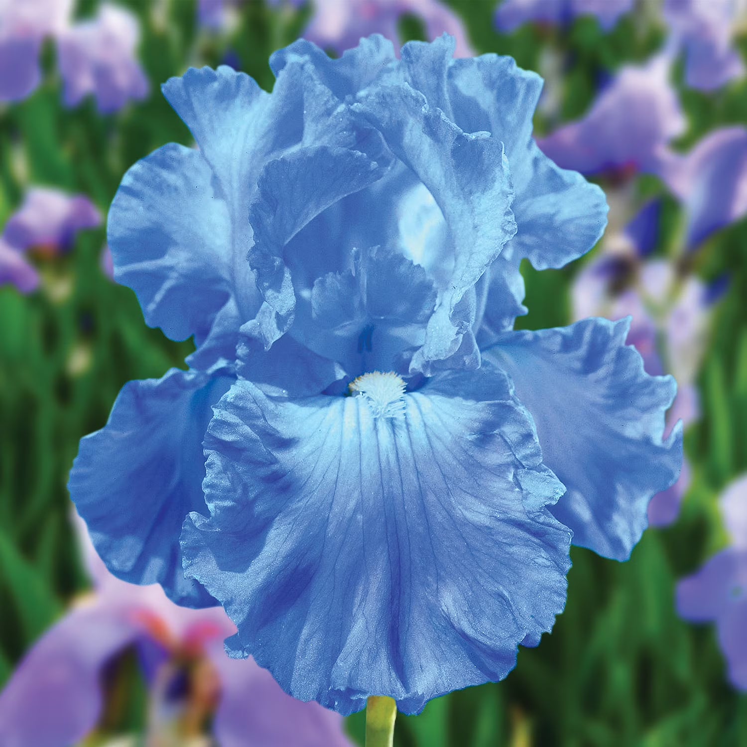 Bearded Iris-Blue-1 bulb