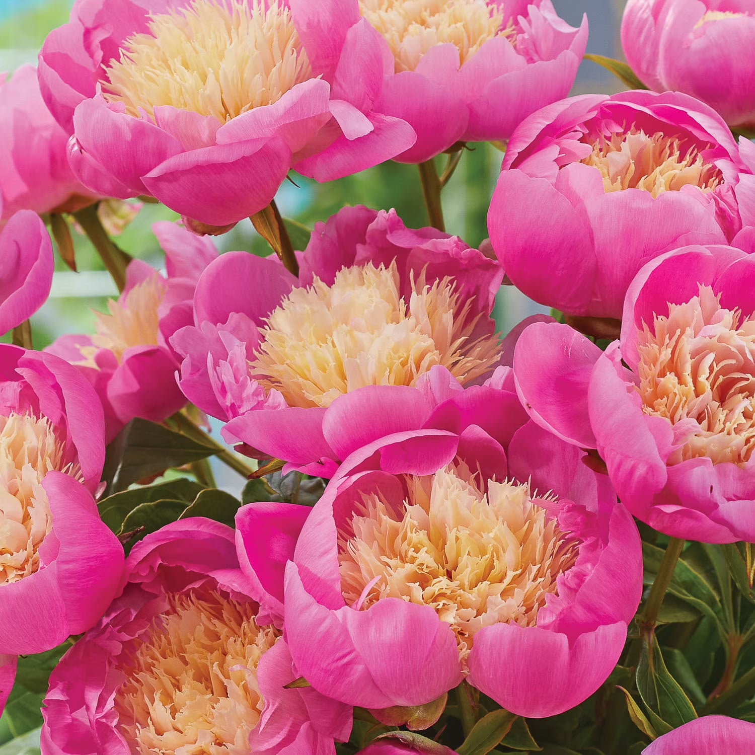 Peony Bowl of Beauty- 1 Root
