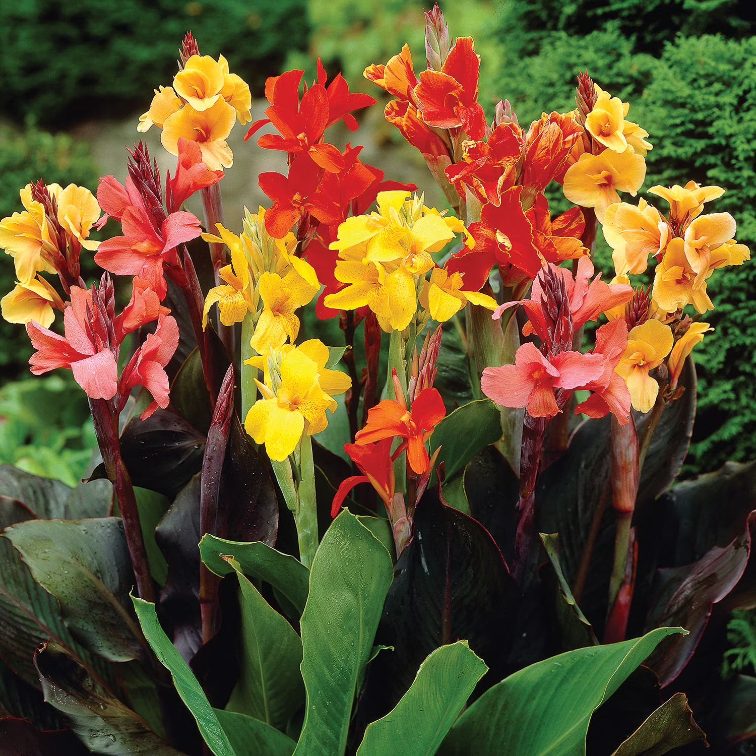 Canna Lily- 7 bulbs