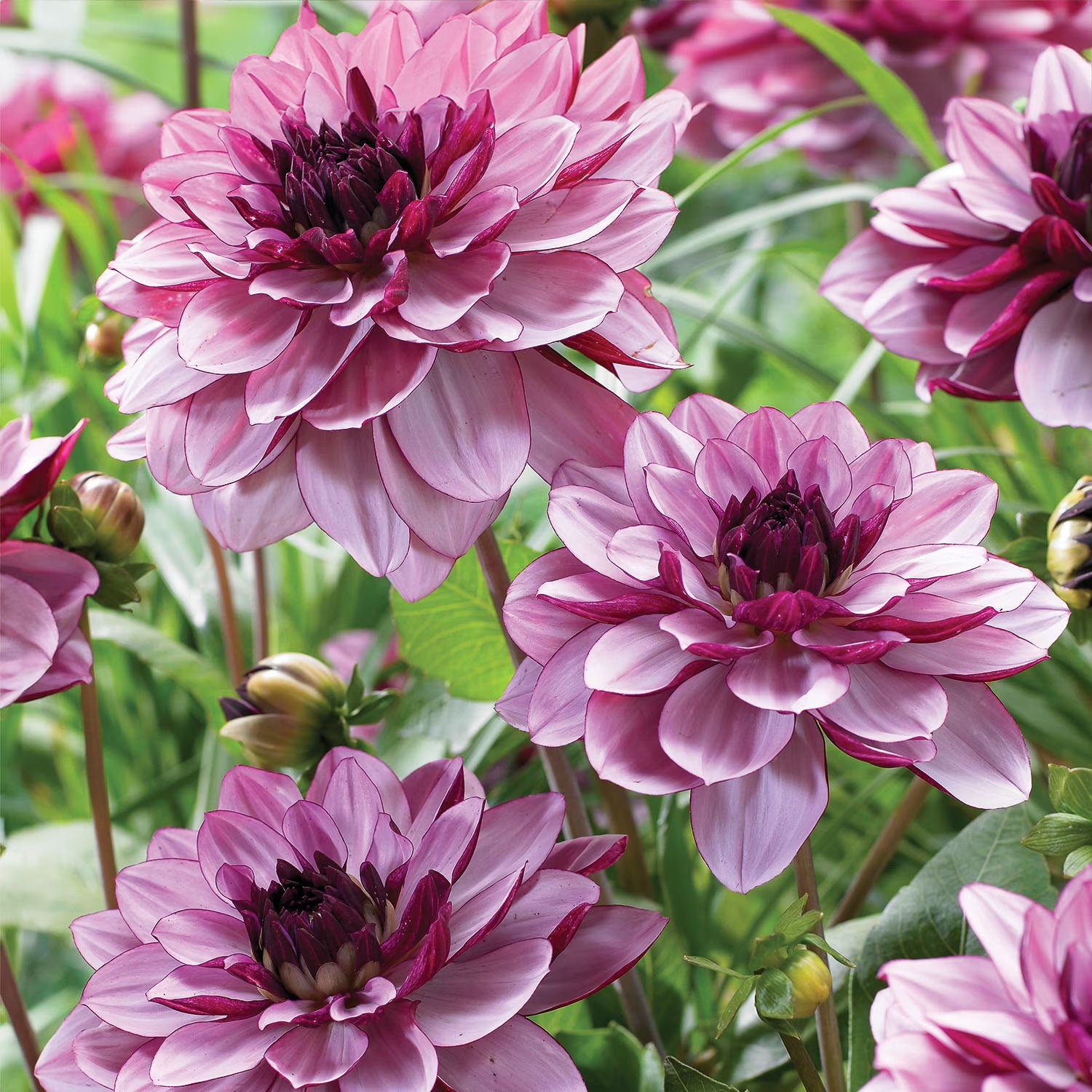 Dahlia Cream De Cassis- 2 bulbs