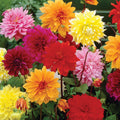 Dahlia Dinnerplate Mix-3 bulbs