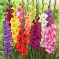 Gladiolus Mix-8 bulbs