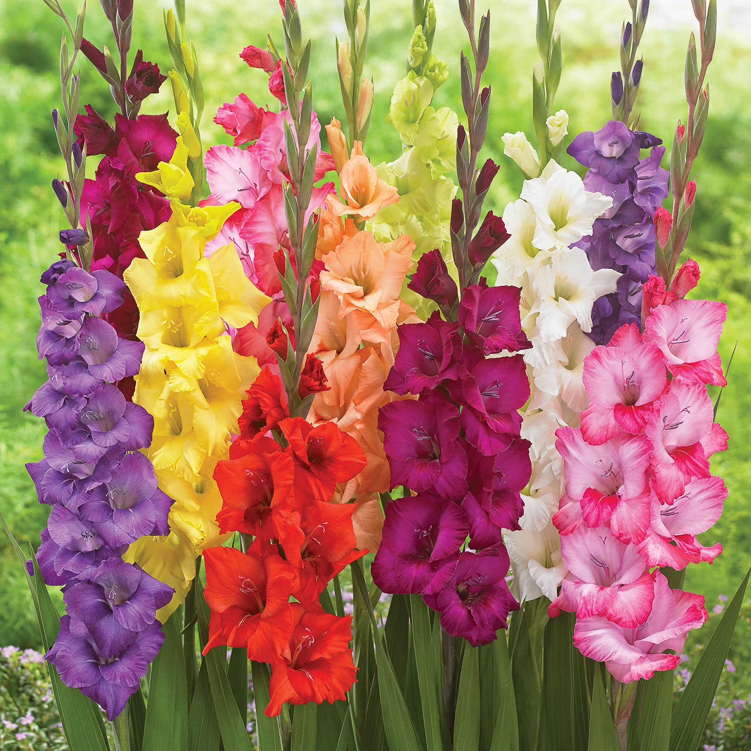 Gladiolus Mix-8 bulbs