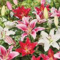 Oriental Lily mix- 3 bulbs