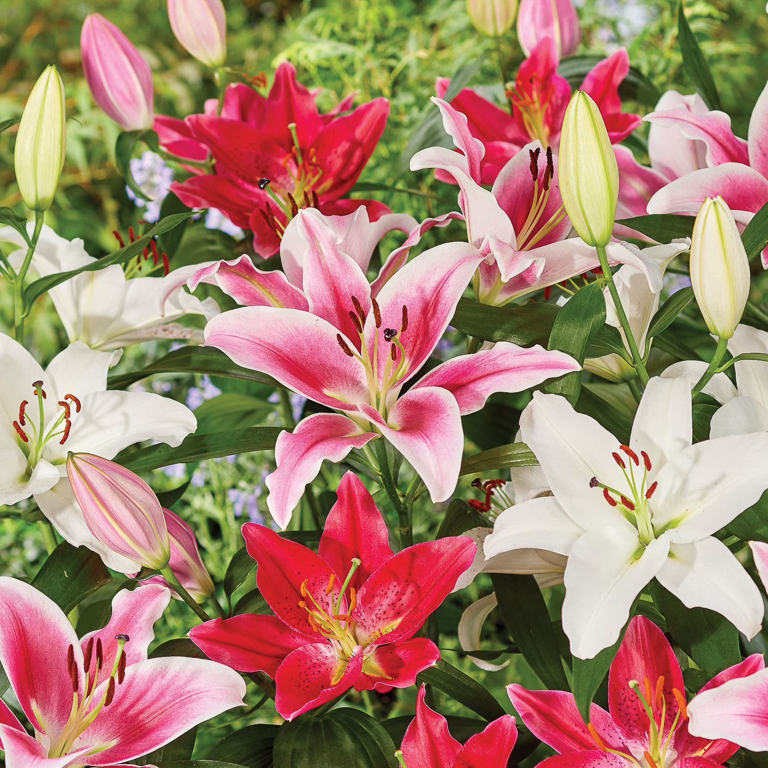 Oriental Lily mix- 3 bulbs