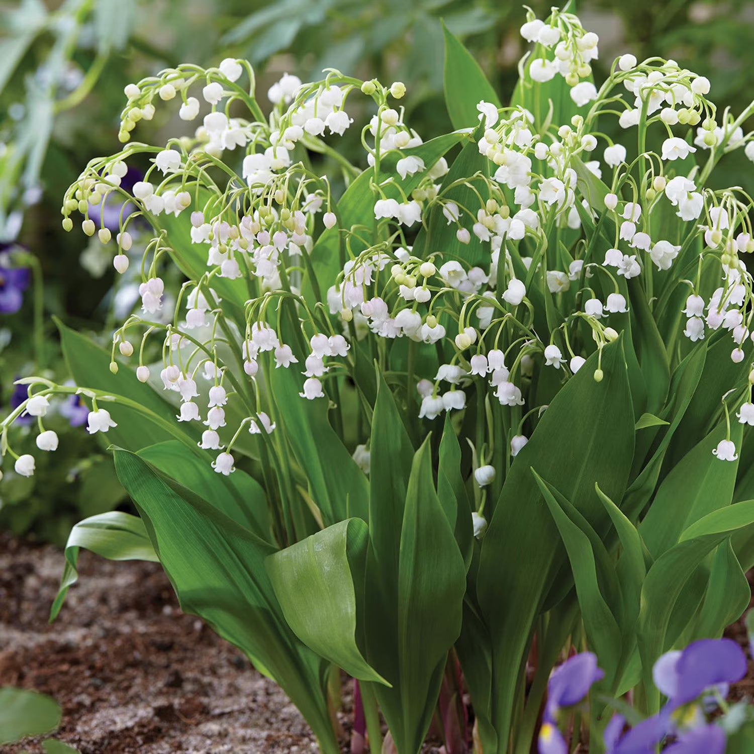 Lily of the Valley- 5 roots