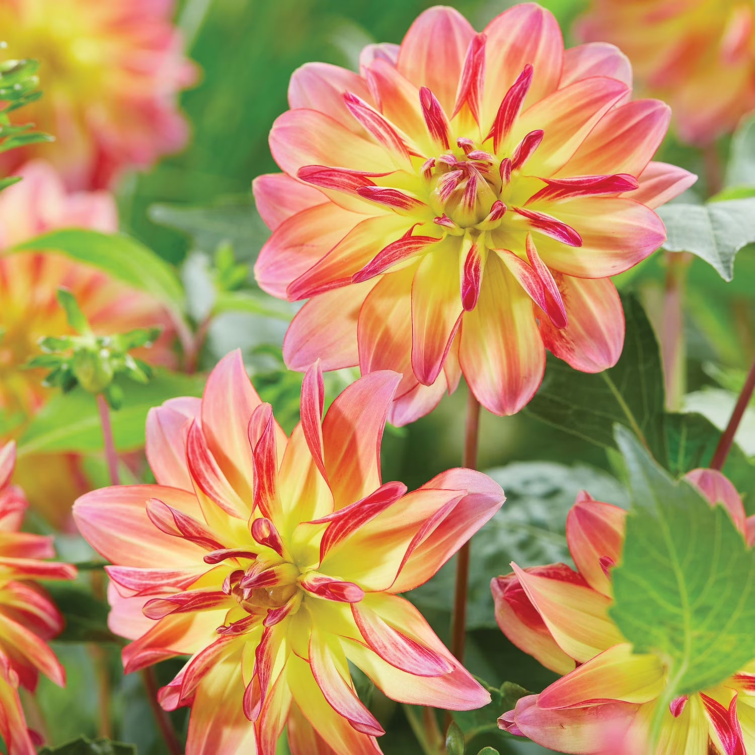 Dahlia-Pacific Ocean-2 bulbs