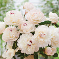 Peony-Festiva Maxima- 1 root