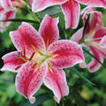 Stargazer Lily-4 bulbs
